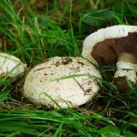 Mushroom Farm Equipment Buyer’s Guide — Key Recommendations For Beginners